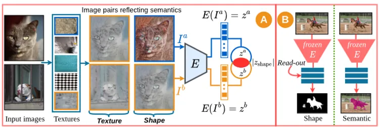 Shape or texture: Understanding Discriminative Features in CNNs
